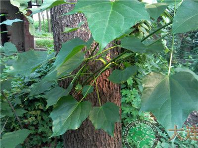 大連木材-胡桃楸樹(shù)